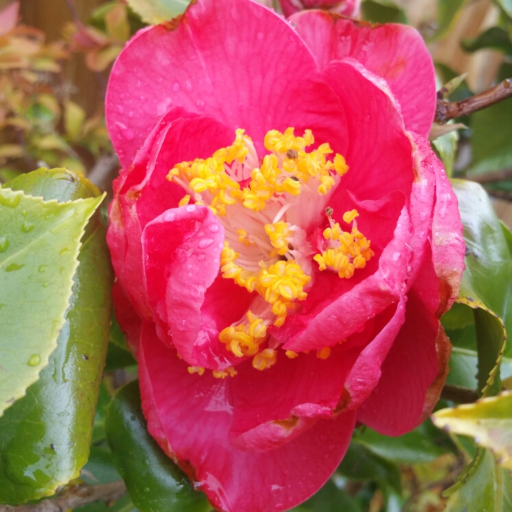plant image 647471 plant image 647471