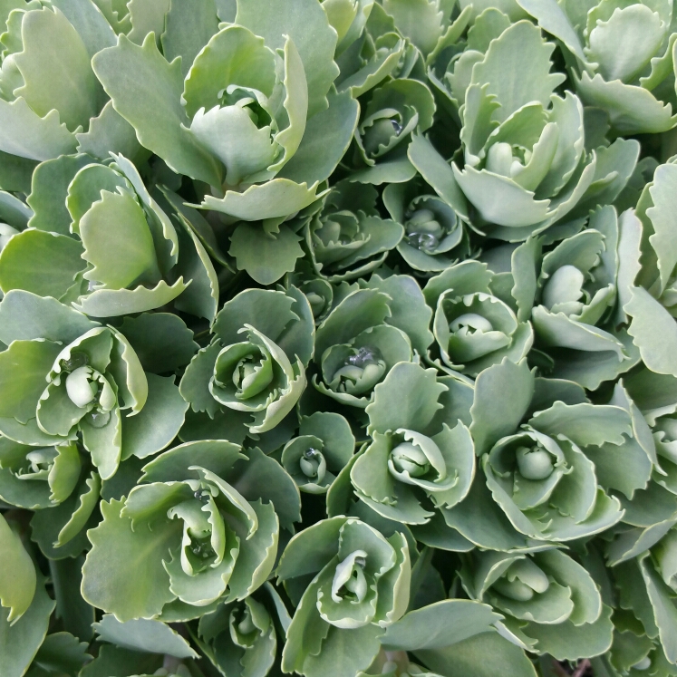 plant image 650545