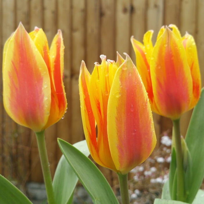 plant image 651379