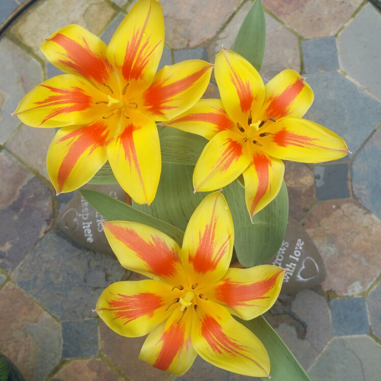 Plant image Tulipa 'Winnipeg' syn. Tulipa greigii 'Winnipeg'