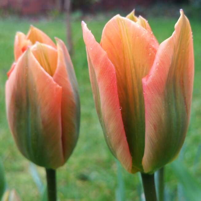 Plant image Tulipa 'Orange Emperor'