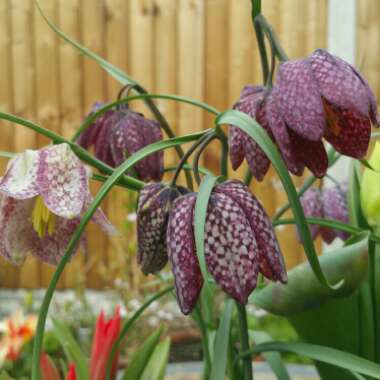 Fritillaria meleagris