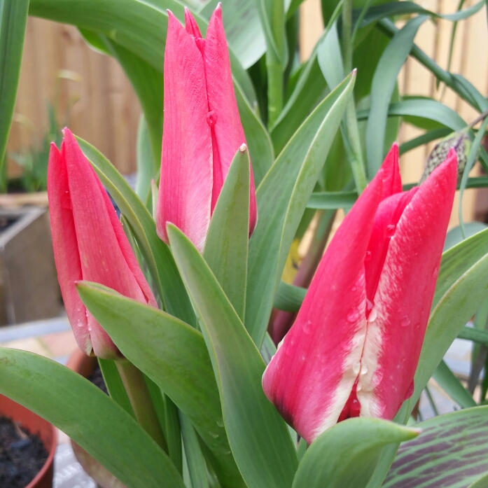 Plant image Tulipa 'Pinocchio'