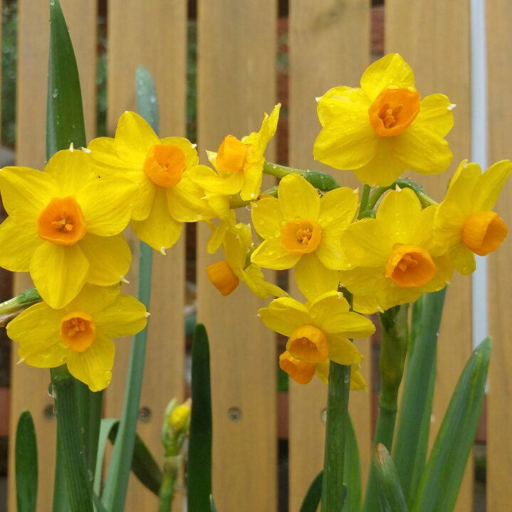 plant image 657464