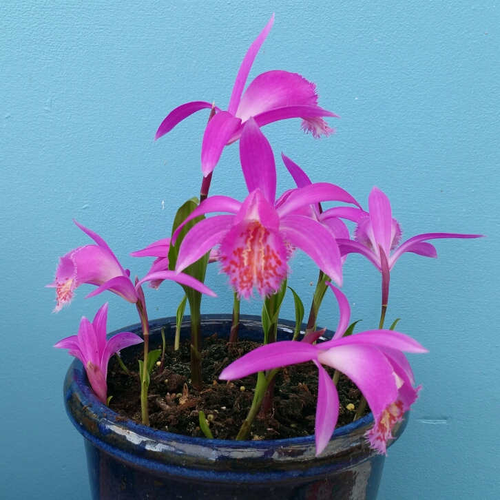 Plant image Pleione Formosana