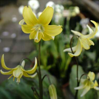 Erythronium 'Pagoda'