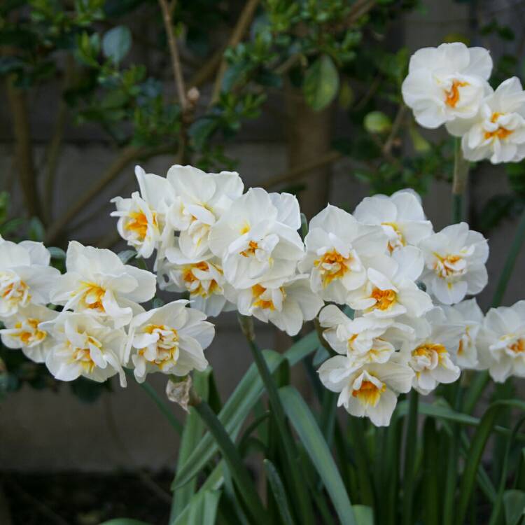 plant image 667759