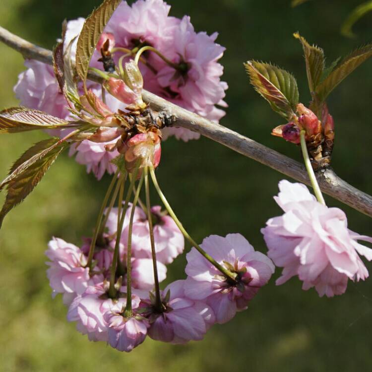 Plant image Prunus Serrulata 'Kiku-Shidare Zakura'