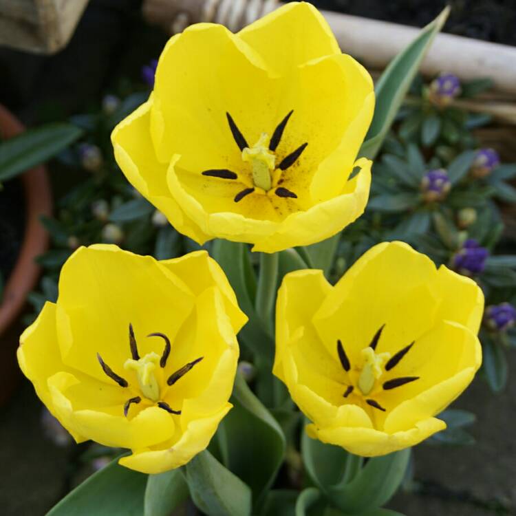 plant image 670901