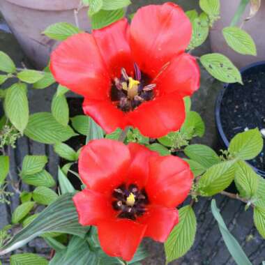 Tulipa 'Red Riding Hood'