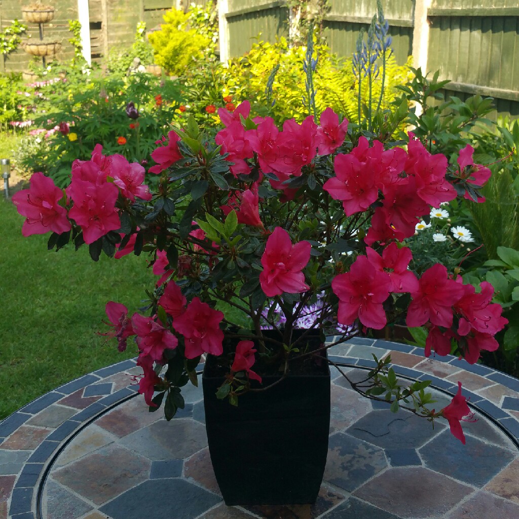 plant image 70848