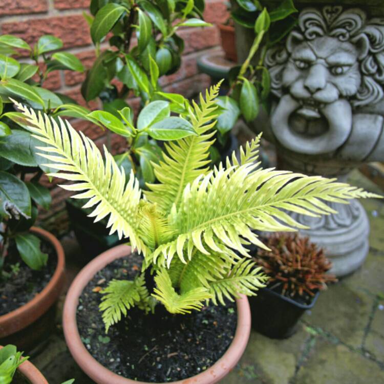 plant image 712468 plant image 712468