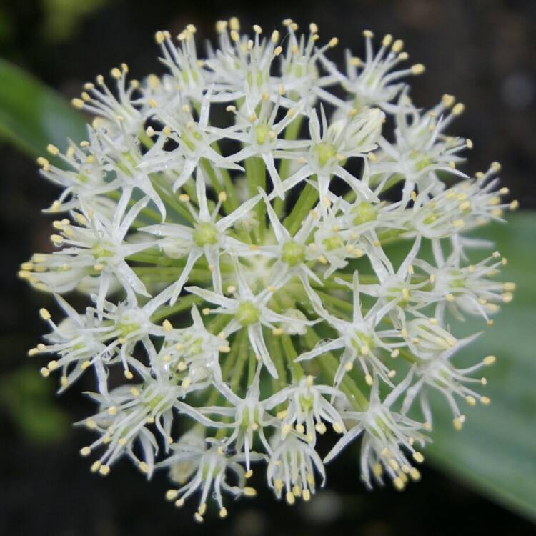 Plant image Allium karataviense 'Ivory Queen'