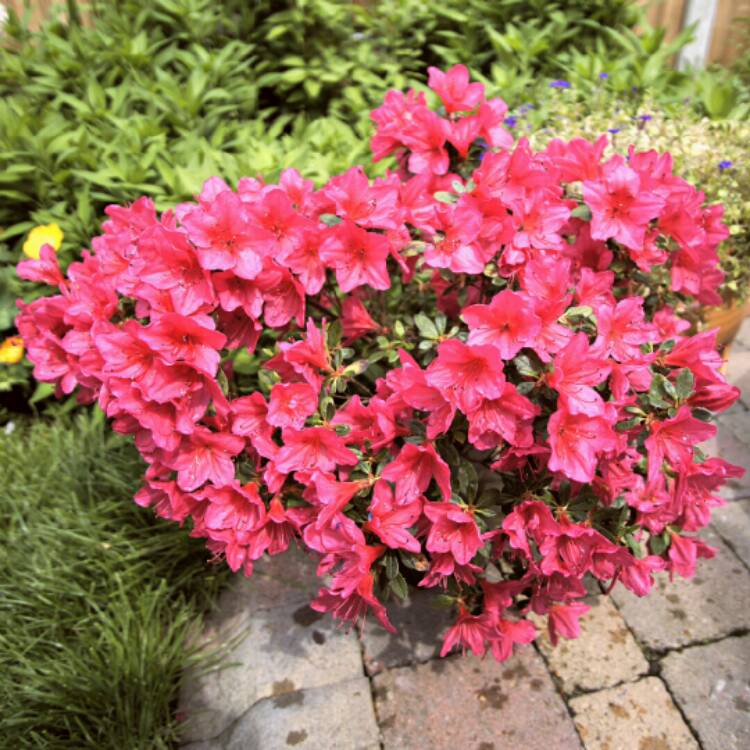 plant image 725719