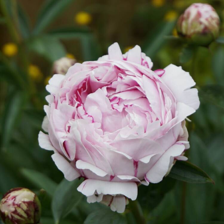 plant image 727601