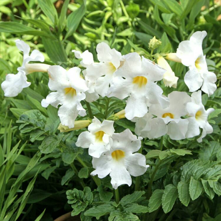 plant image 737179 plant image 737179