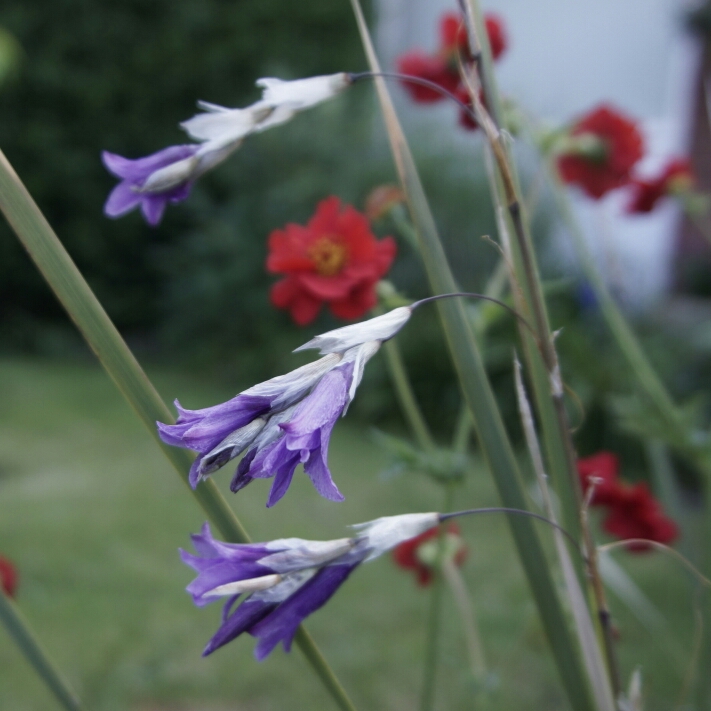 plant image 749086 plant image 749086