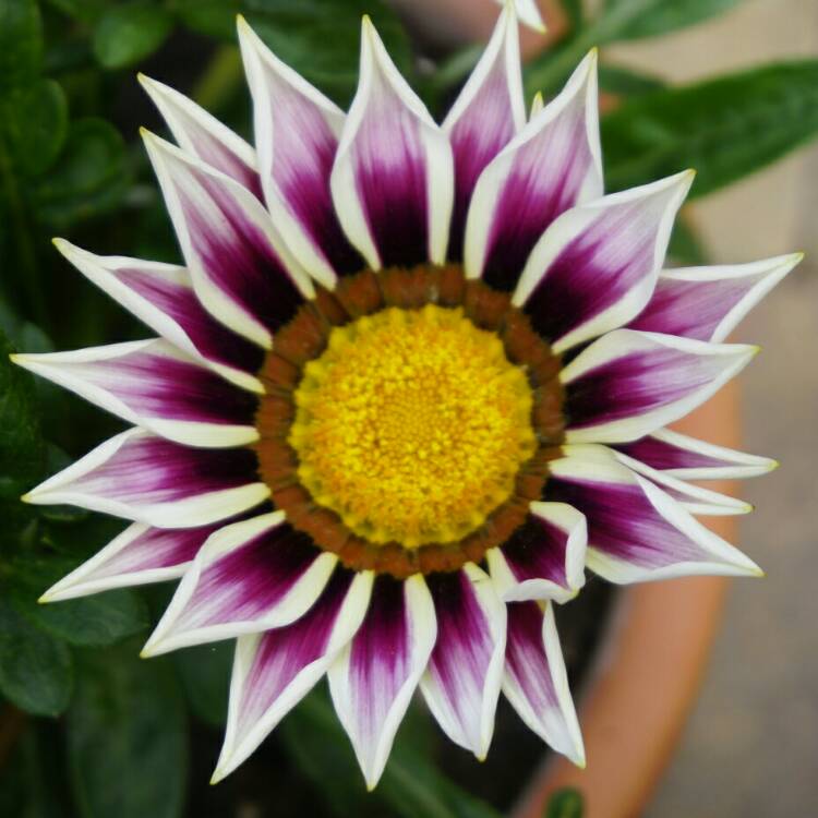 plant image 757352
