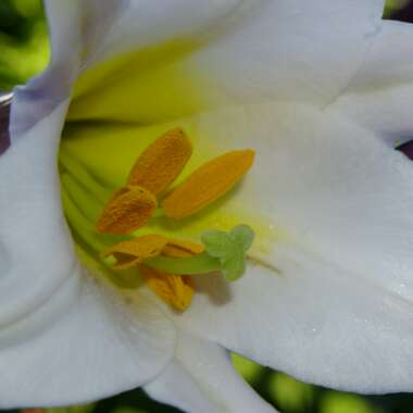 Lilium regale 'Album'