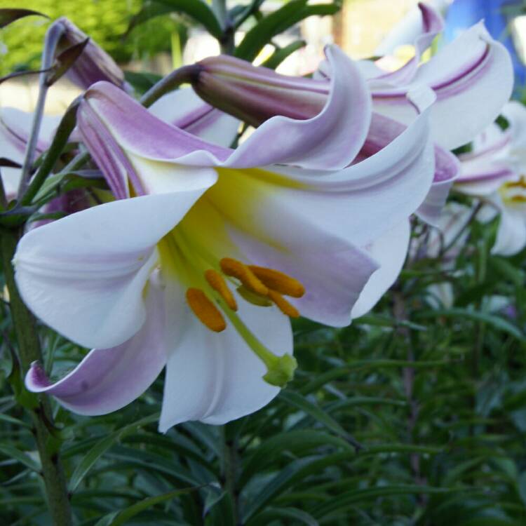 plant image 765823 plant image 765823