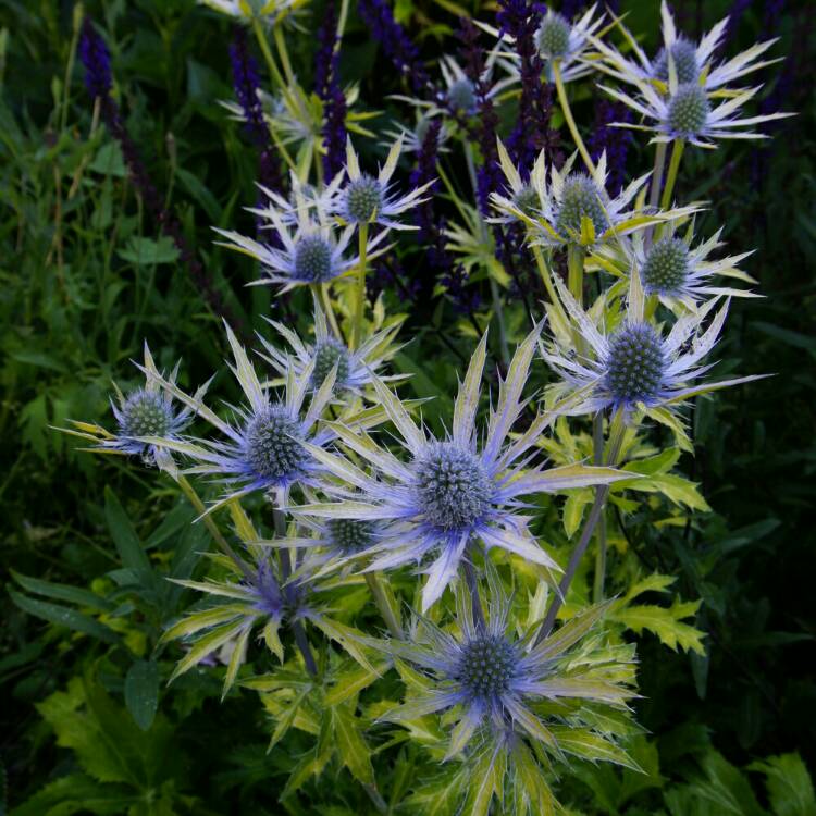 plant image 765828