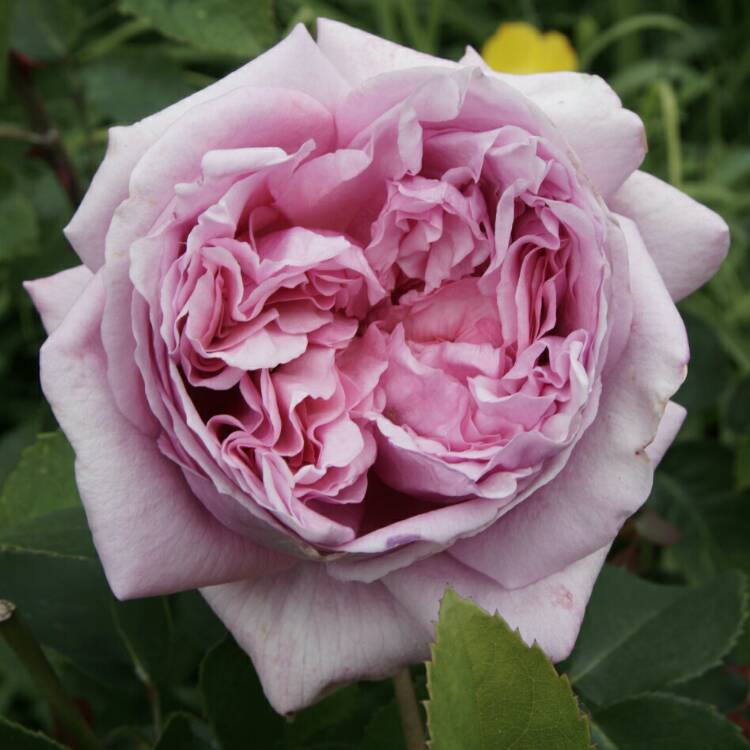 plant image 765840