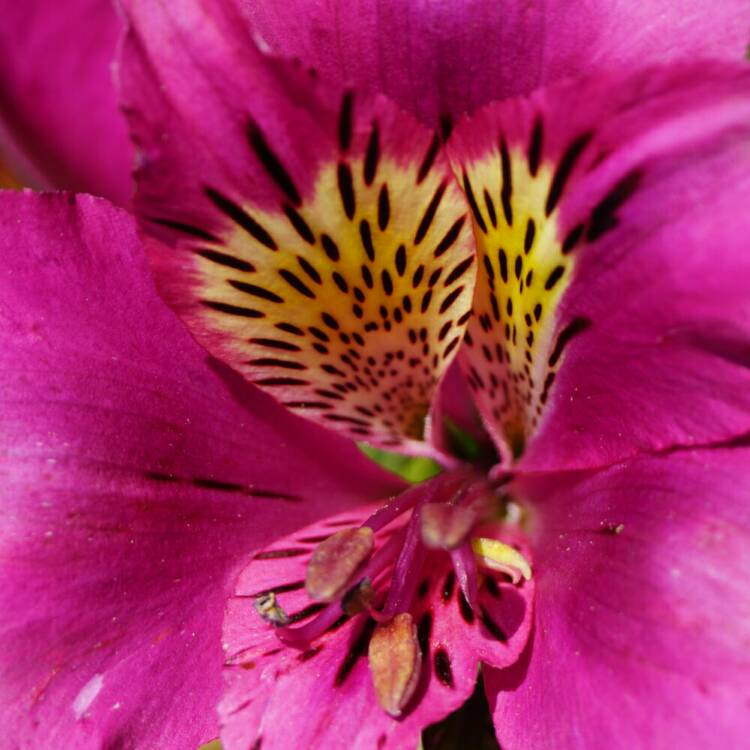 Plant image Alstroemeria 'Pandora'