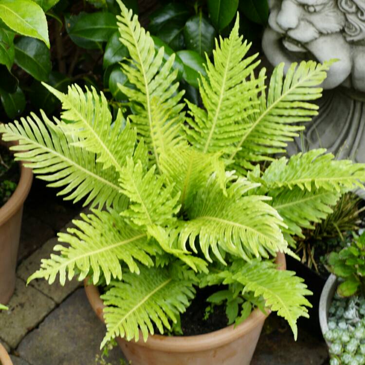 plant image 783226 plant image 783226