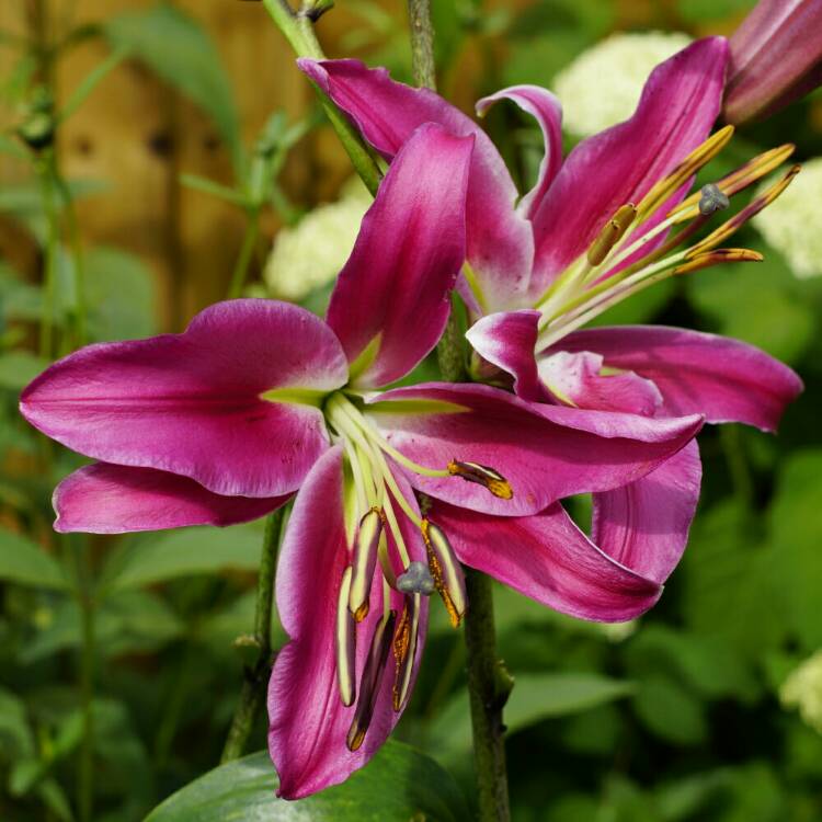 plant image 787106