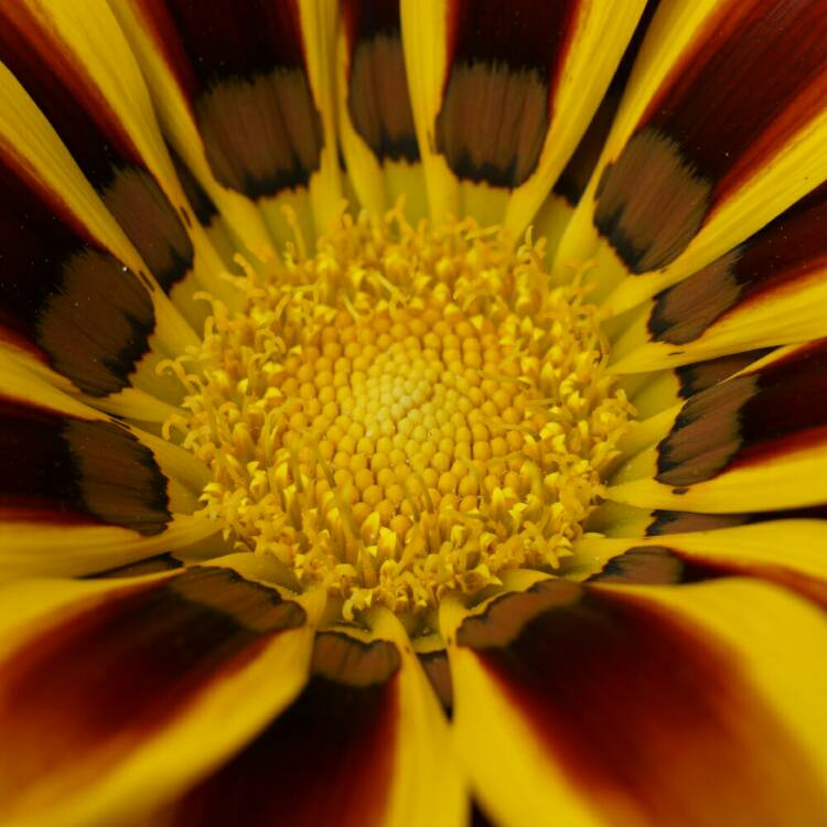 plant image 788122
