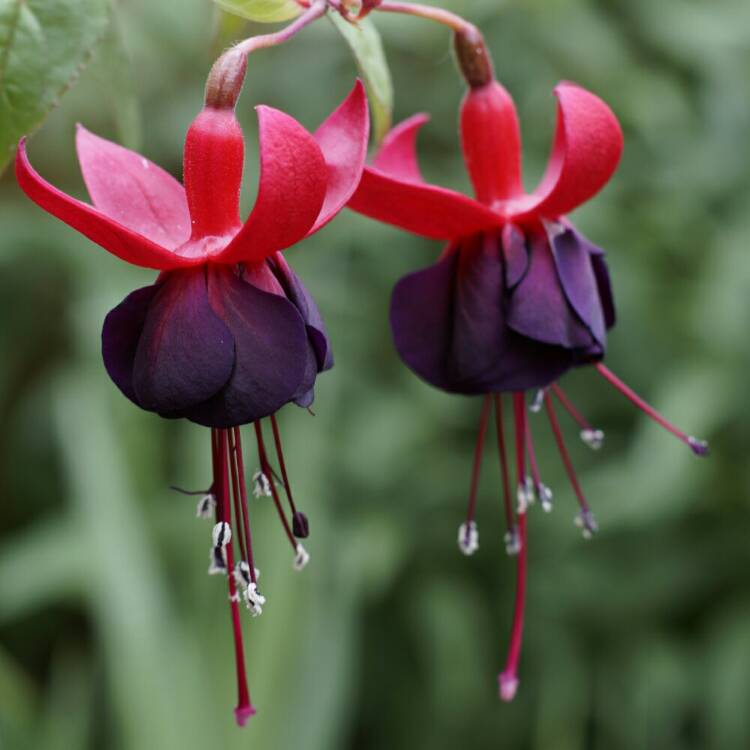 Plant image Fuchsia 'New Millennium'