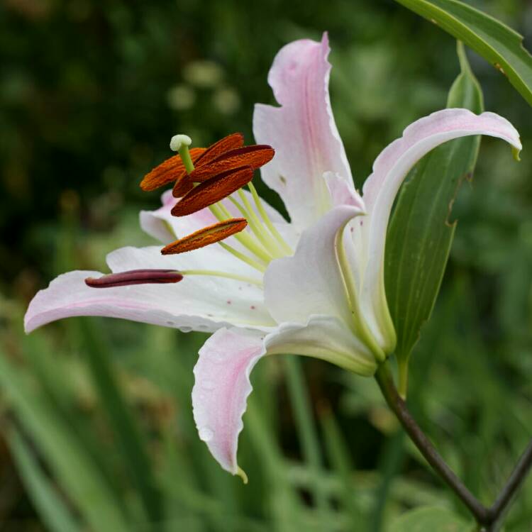 plant image 799330