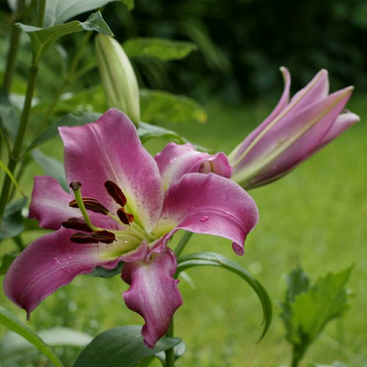 Plant image Lilium 'On Stage'