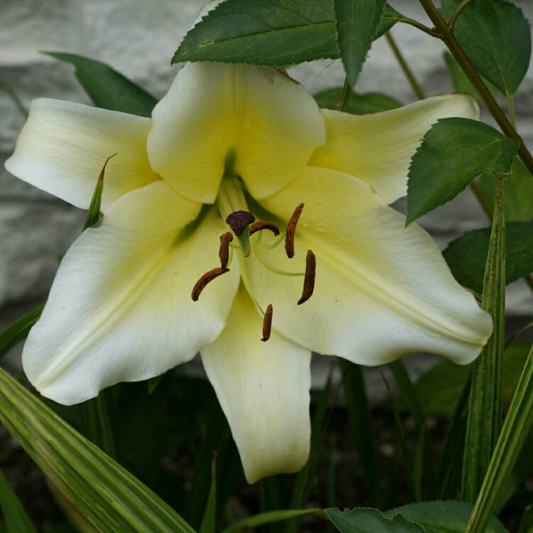Plant image Lilium 'Pretty Woman'