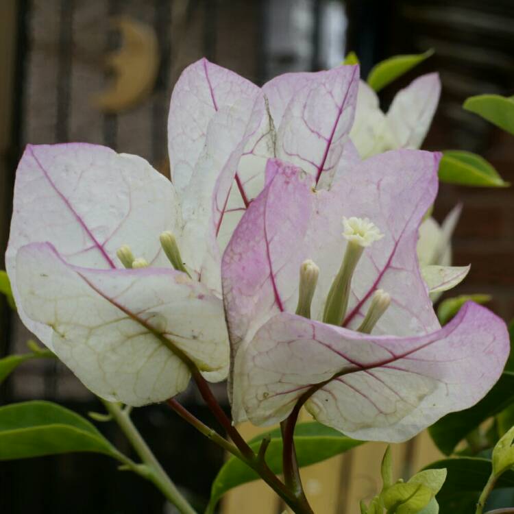 Plant image Bougainvillea 'Imperial Thai Delight'