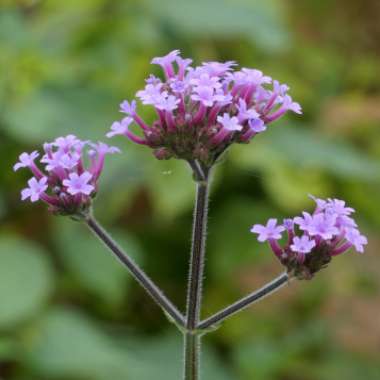 Verbena bonariensis
