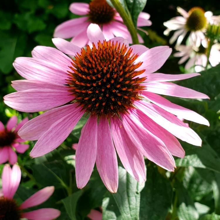 plant image 836024
