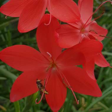 Hesperantha coccinea 'Major' syn. Schizostylis coccinea 'Major'