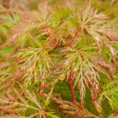 Acer palmatum 'Dissectum' (Dissectum Group) syn. Acer palmatum var. dissectum 'Dissectum'