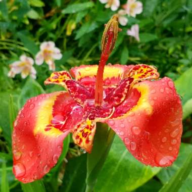 Tigridia pavonia