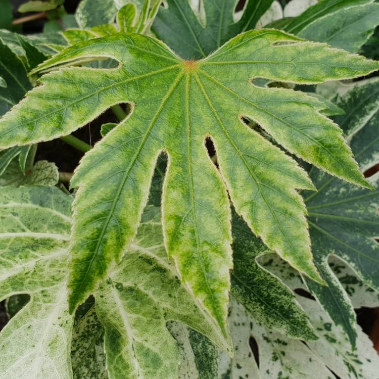 plant image 863946 plant image 863946