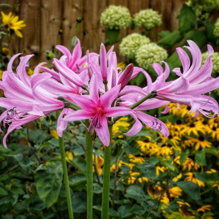 plant image 867205 plant image 867205
