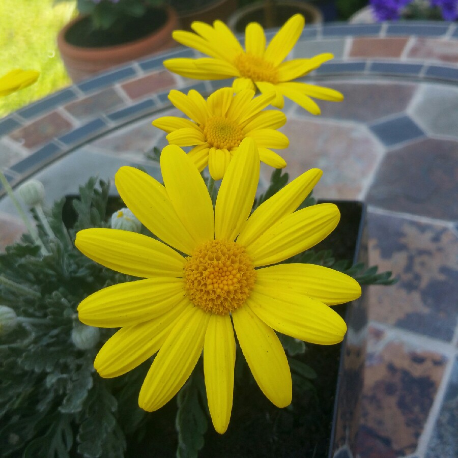 Euryops pectinatus 'Silver Star'