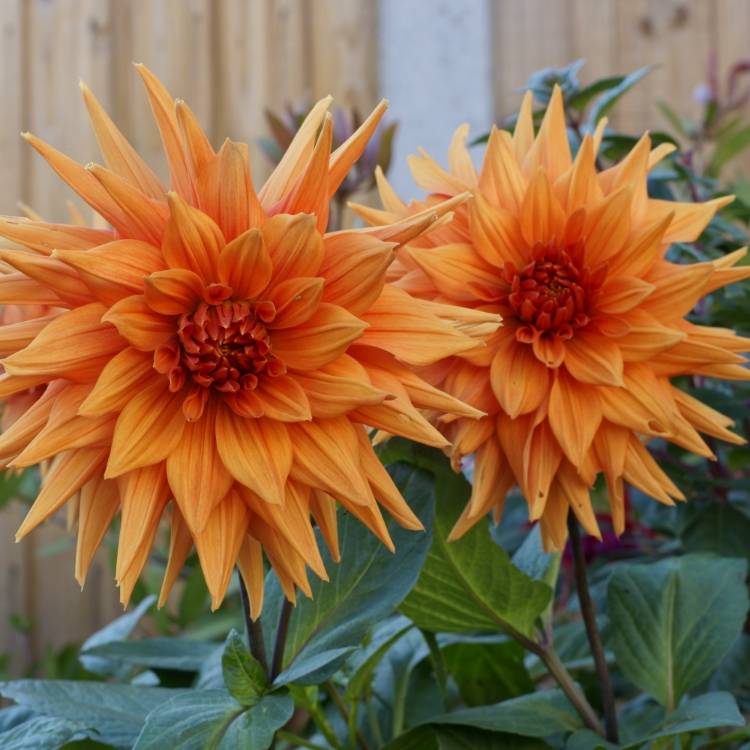 plant image 872278