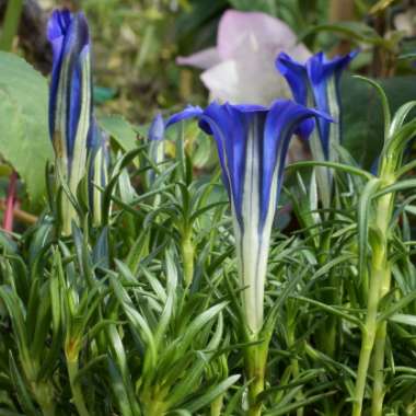 Gentian sino-ornata