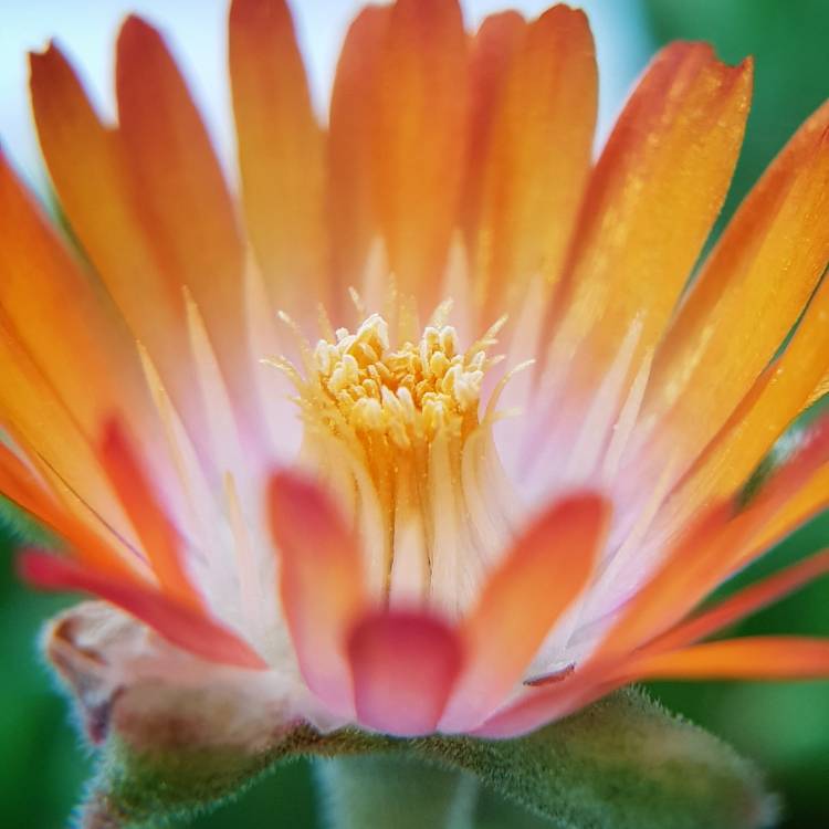Plant image Delosperma cooperi 'Jewel of Desert Topaz' (Jewel of Desert Series)