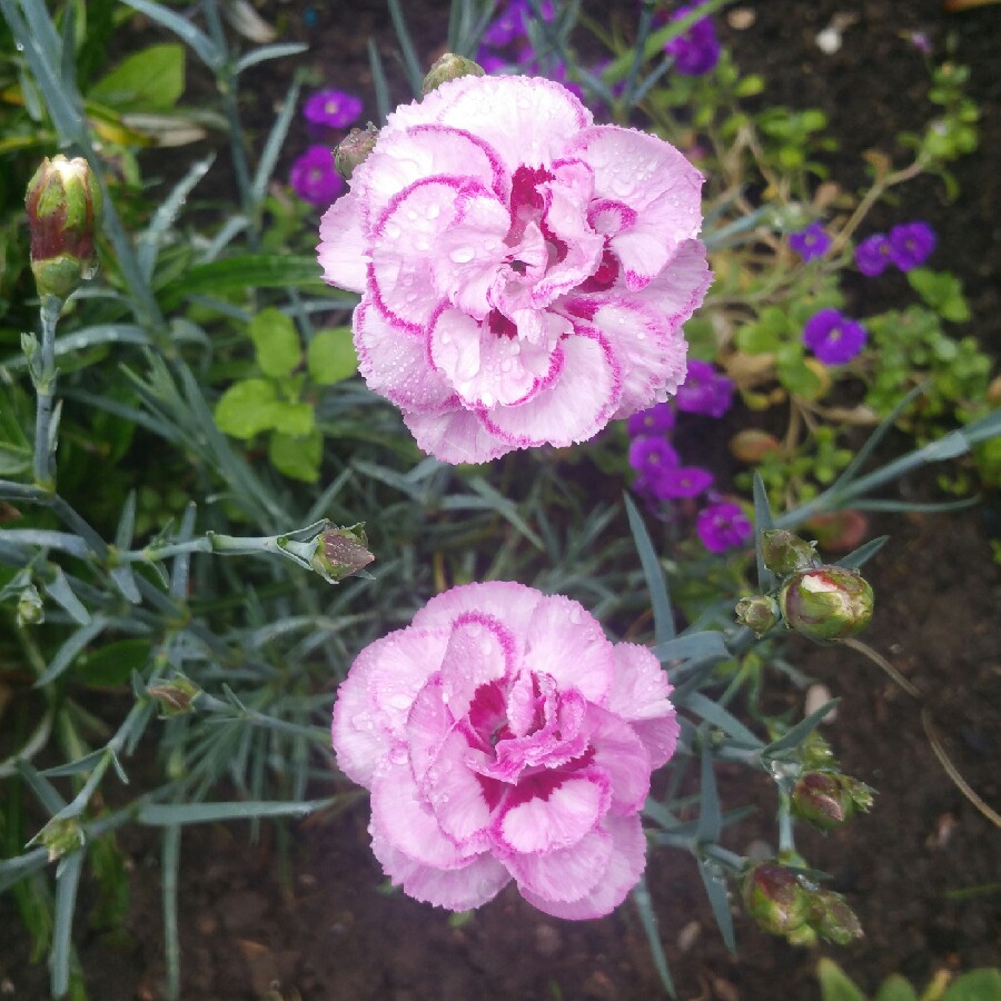 Plant image Dianthus plumarius 'Gran's Favourite'