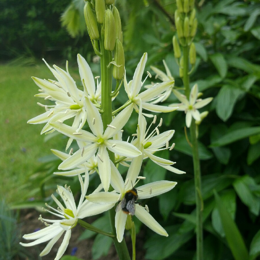 Camassia leichtlinii subsp. leichtlinii syn. Camassia leichtlinii 'Alba'