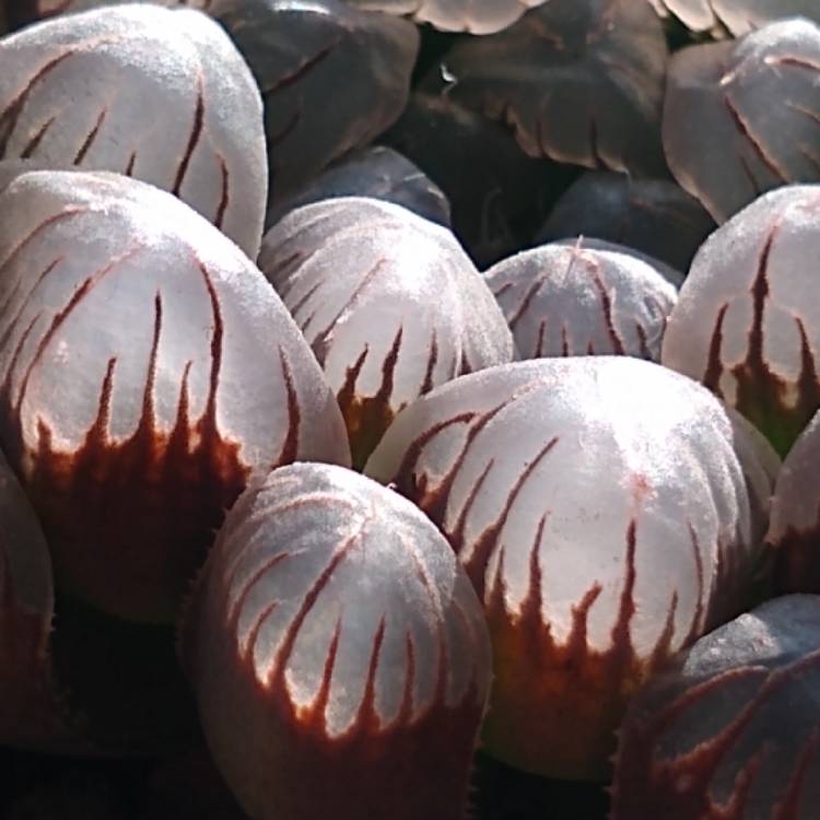 Plant image Haworthia Obtusa cv OB-1