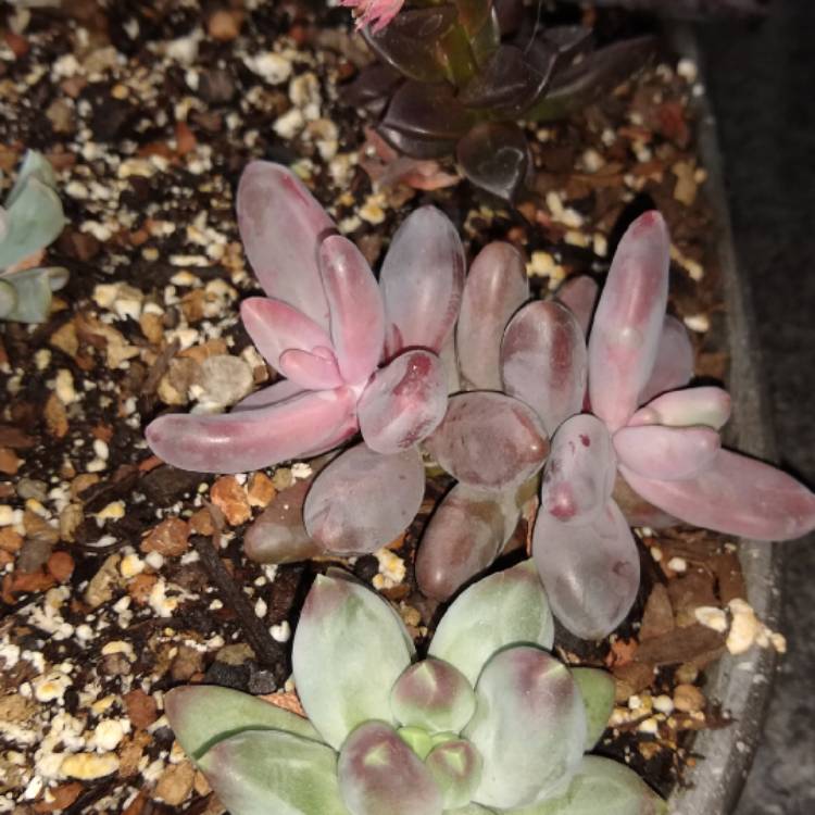 Plant image x Pachysedum 'Ganzhou'